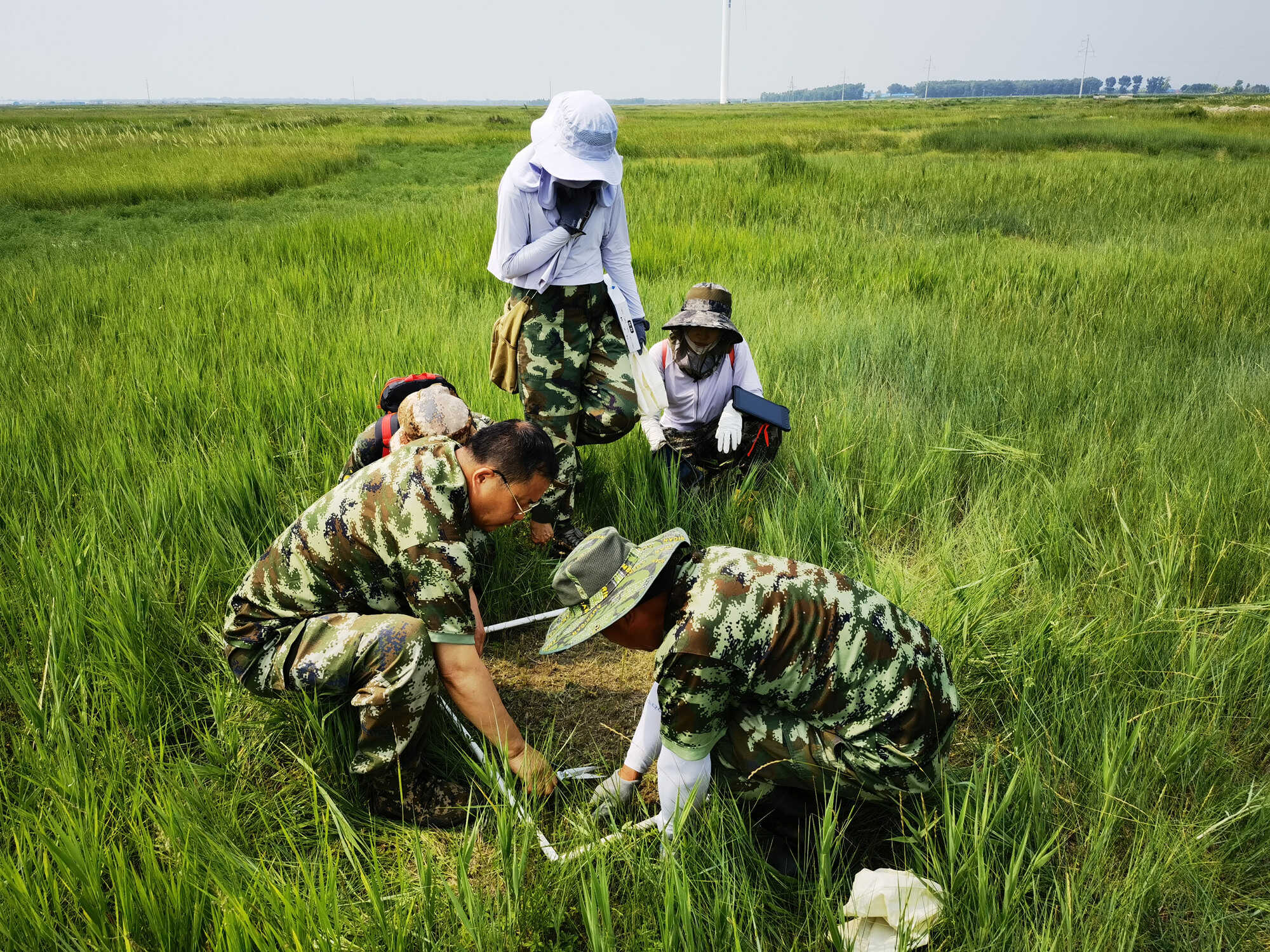 4調查樣方內植物情況.jpg