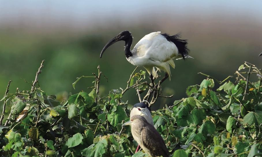 黑头白鹮 Threskiornis melanocephalus