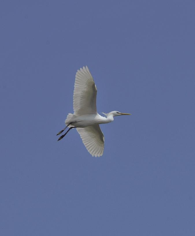 黄嘴白鹭 Egretta eulophotes